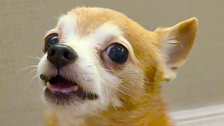 Dog Says I Love You to Human