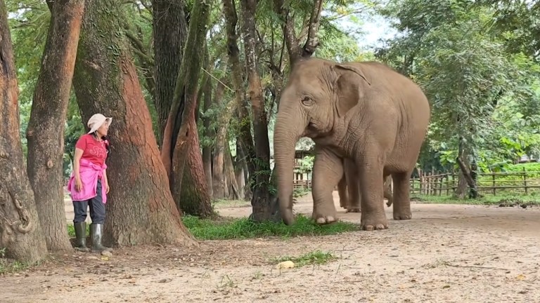 Elephant Hide and Seek