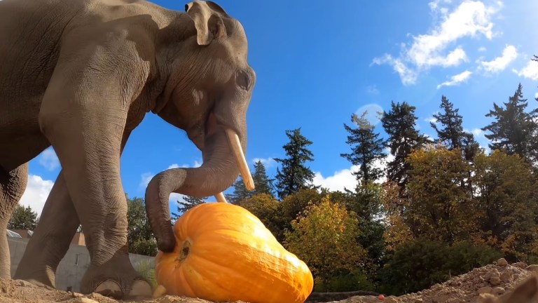 Elephant Squishes Pumpkin