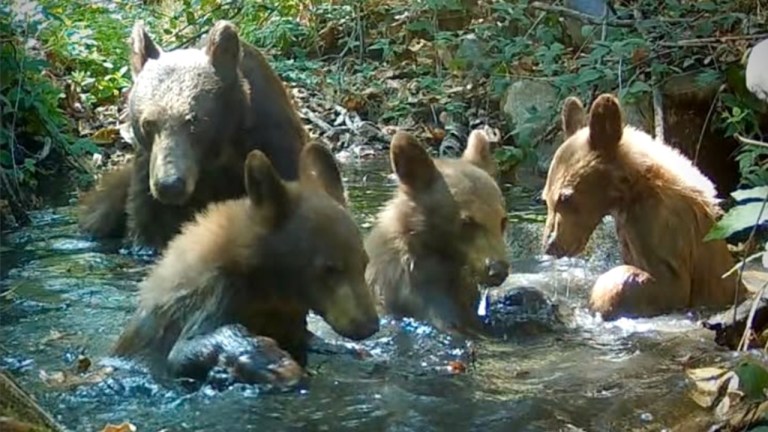 Four Bear Pool Party