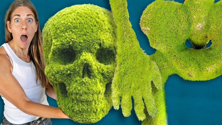 Giant Chia Skeleton