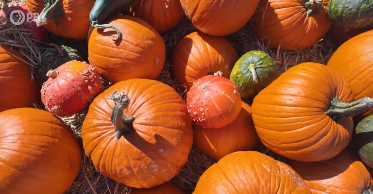 History of Pumpkins