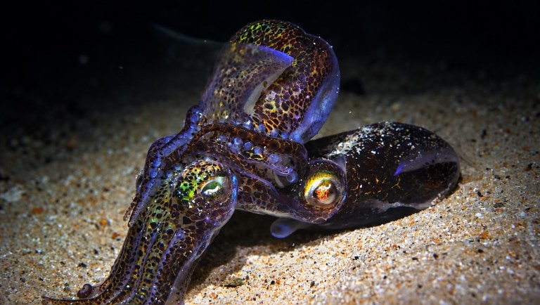 How Cephalopods Reproduce