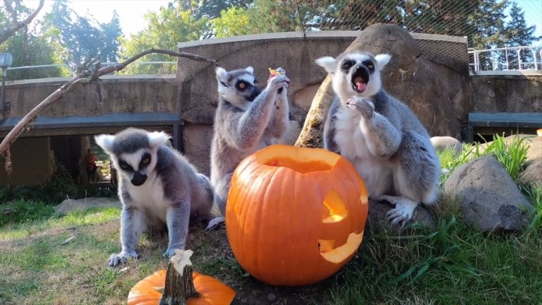 Lemurs Pumpkins Grapes