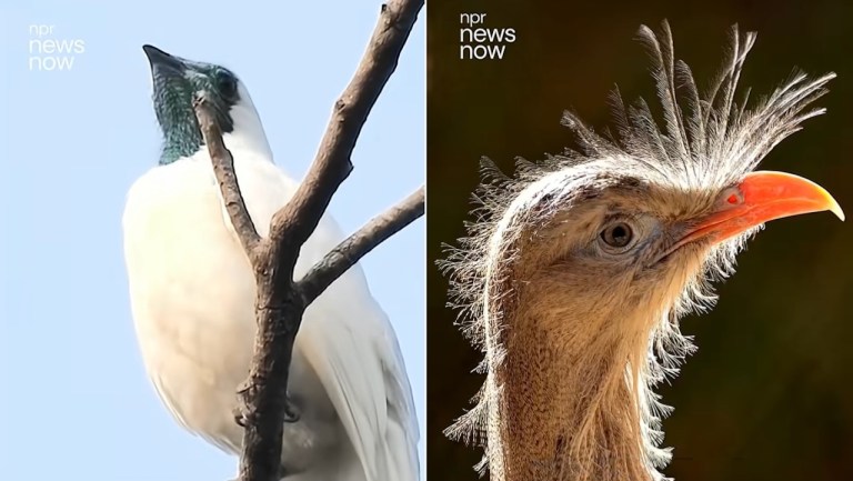 Loudest Bird Calls