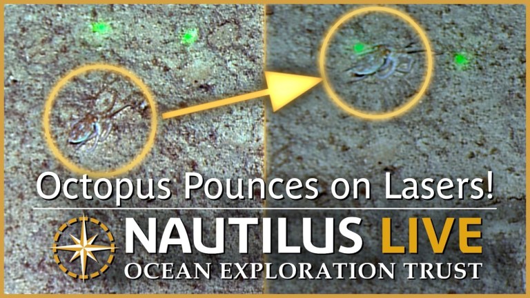 Octopus Plays With Laser