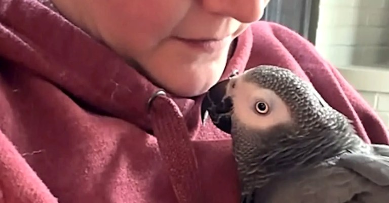 Paralyzed Elder African Gray Parrot