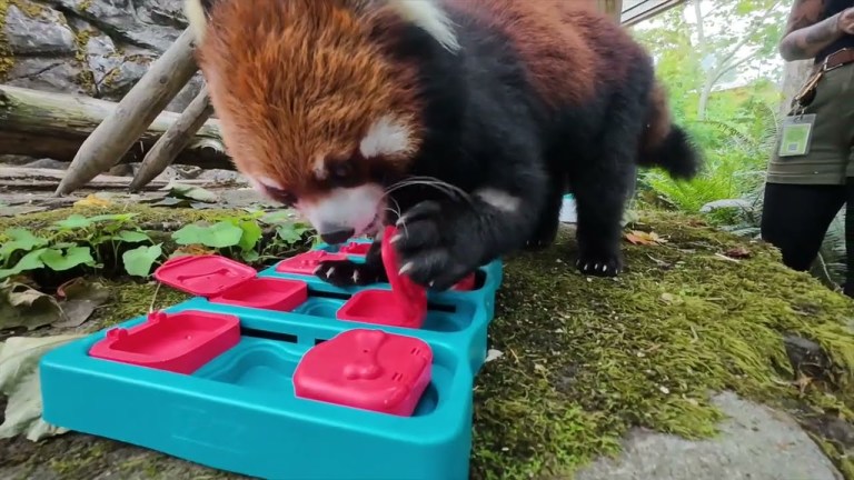 Red Panda Solves Puzzle