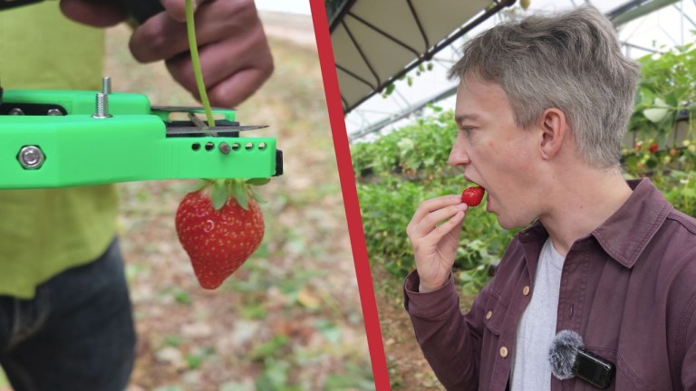 Robots Can't Pick Strawberries