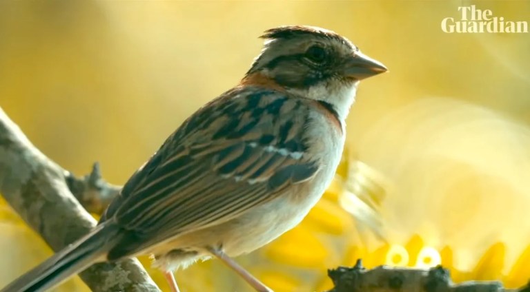 Robots Teach Birds Forgotten Songs
