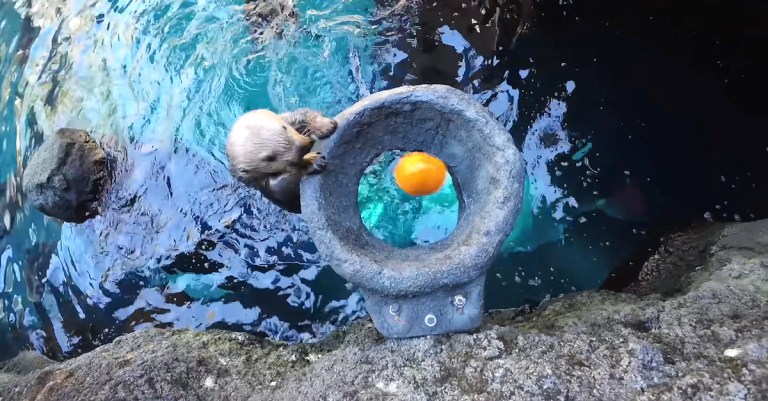 Sea otter pumpkin basketball