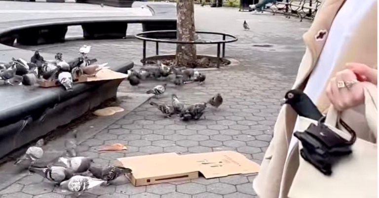 Snobby NYC Pet Pigeon