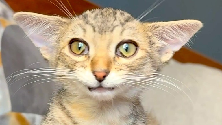 Triangular Head Cat