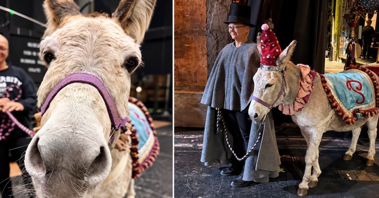 Wanda the Donkey La Boheme
