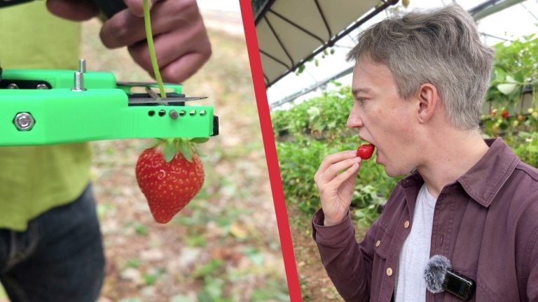 Why Robots Can't Pick Strawberries
