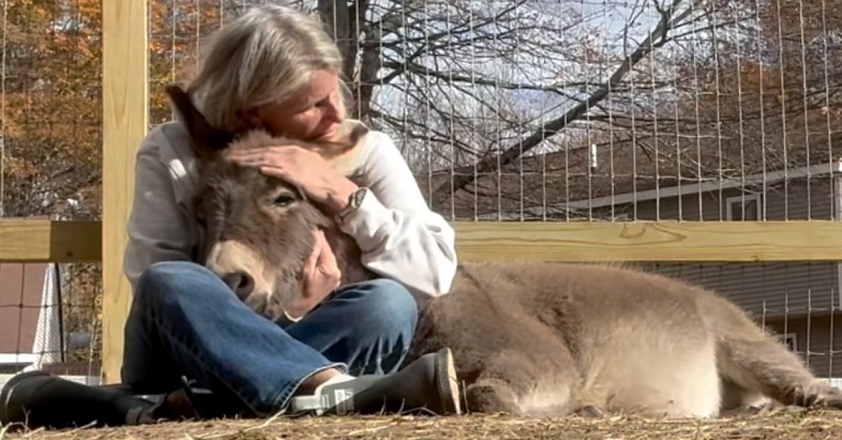 donkey snuggle session