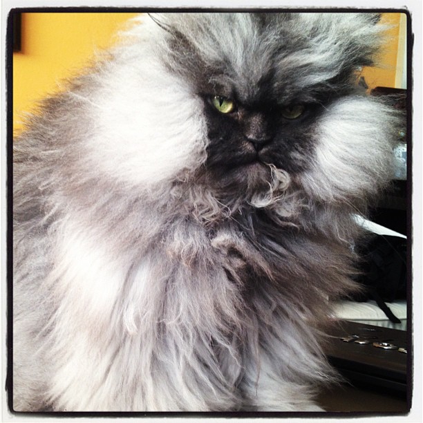 Colonel Meow