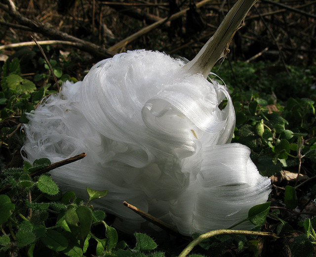 Frost Flower