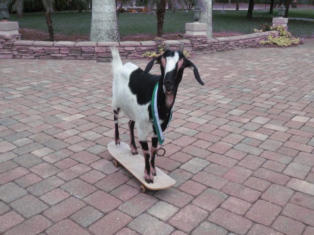 Happie GOATie the Skateboarding Goat. goat skate. 