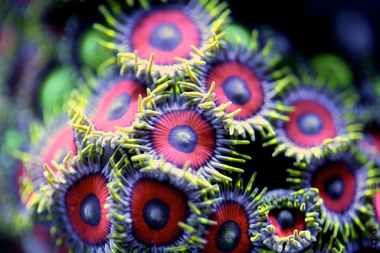 Macro reef marine life photography by Felix Salazar