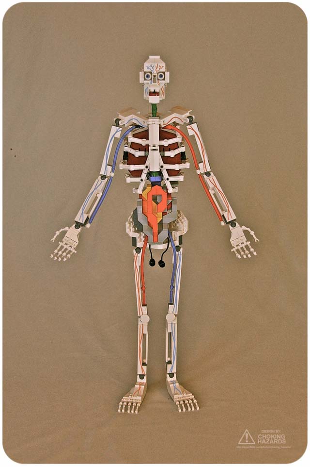 Lego anatomy models by Clay Morrow