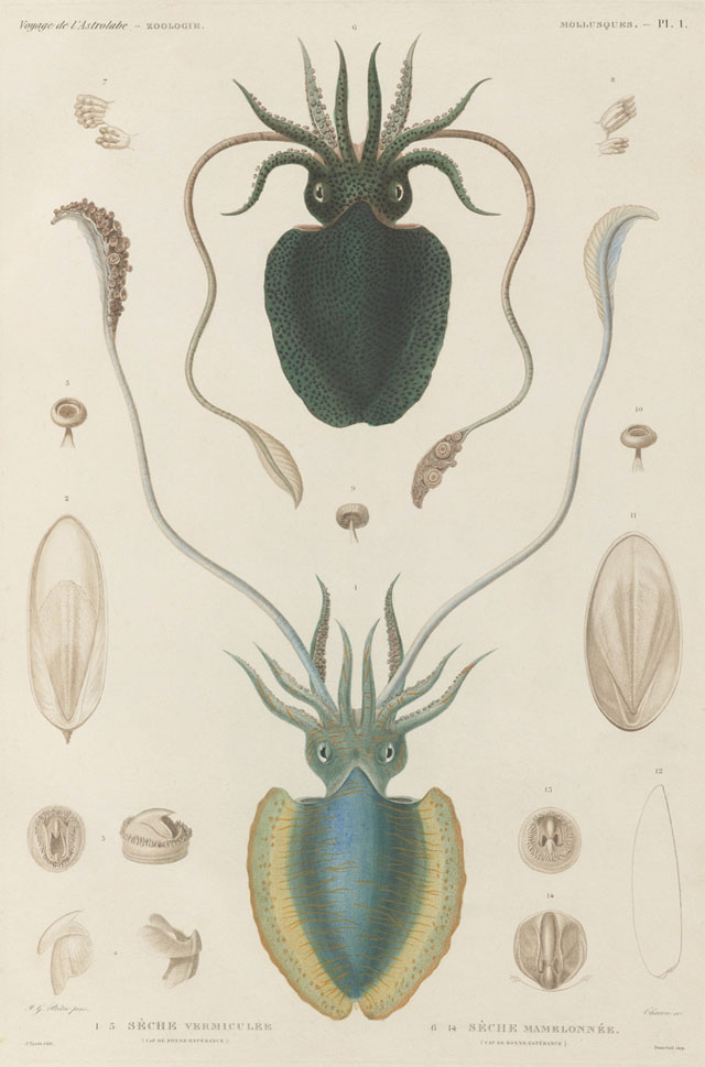 19th century sea mollusk illustrations