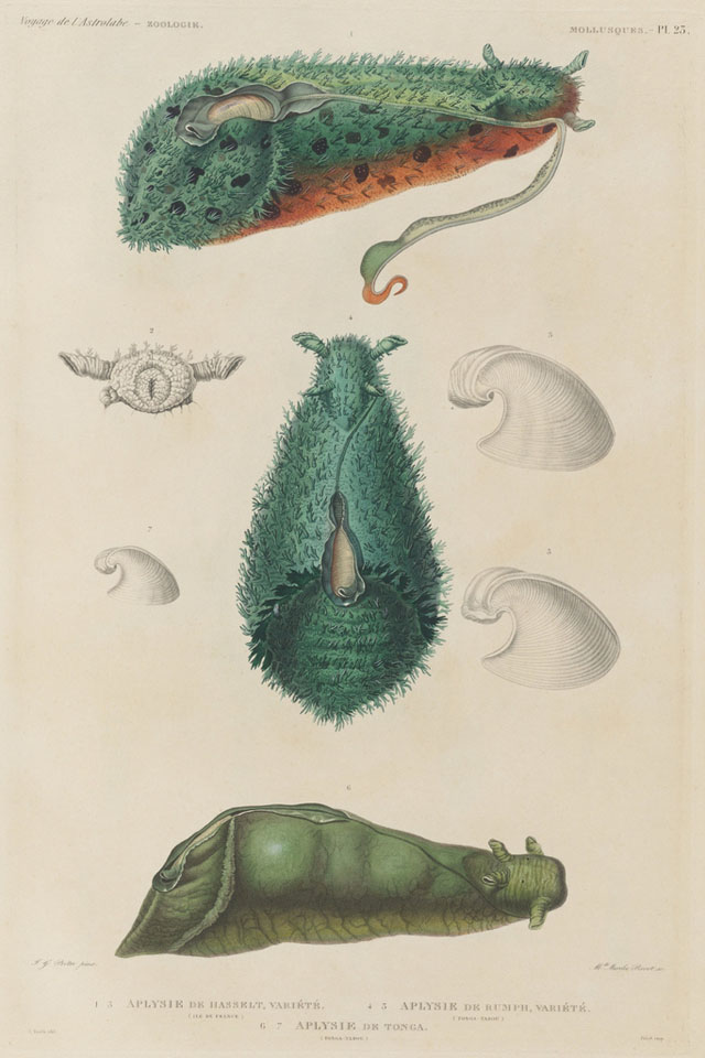 19th century sea mollusk illustrations