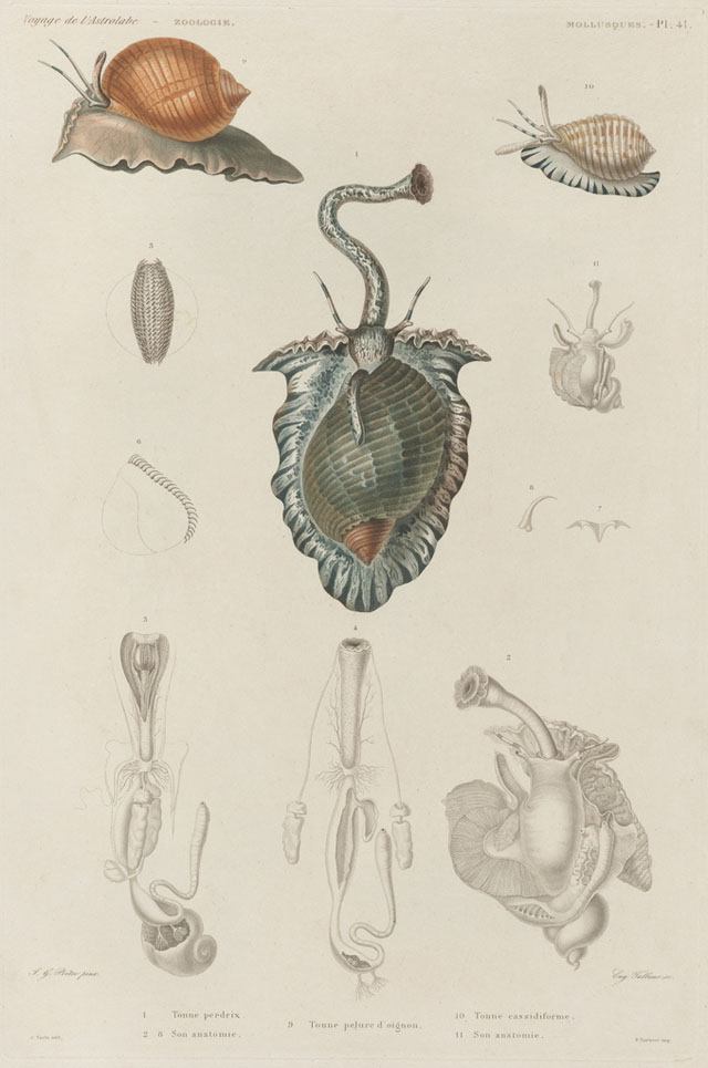 19th century sea mollusk illustrations