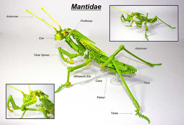 Praying Mantis (Mantidae)