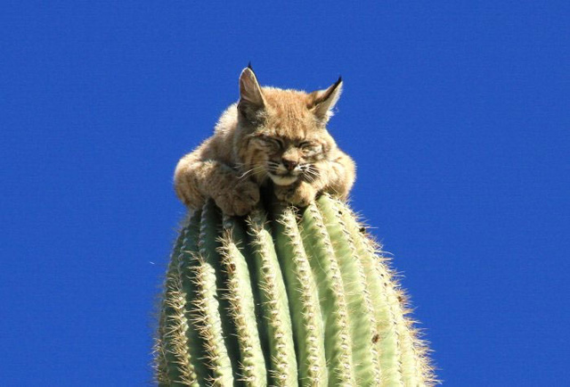 Bobcat on a Cactus by Curt Fonger