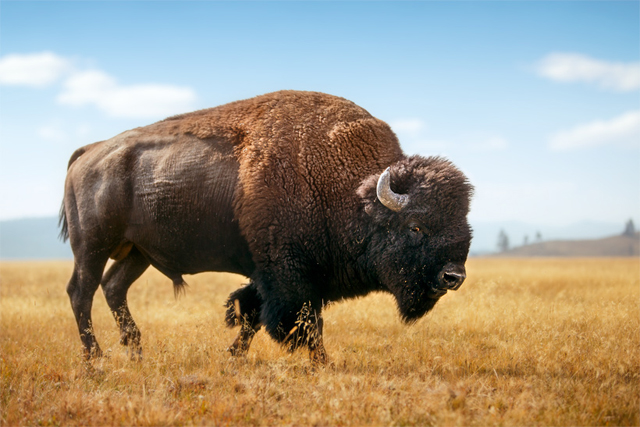 Bison - USA Roadtrip- photo by Mike Matas