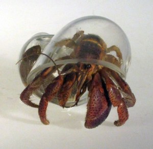 Blown Glass Hermit Crab Shell