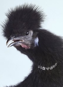 Luxury Chicks fashion chicken photos by Peter Lippmann