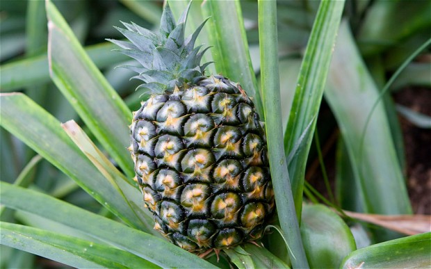 Pineapple