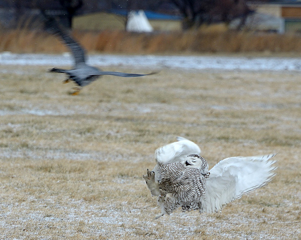 Snowy Owl vs. Peregrine Falcon