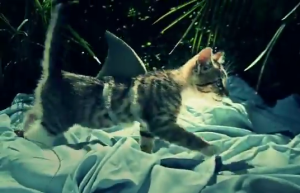 Cat as a shark