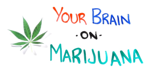 Your Brain on Marijuana