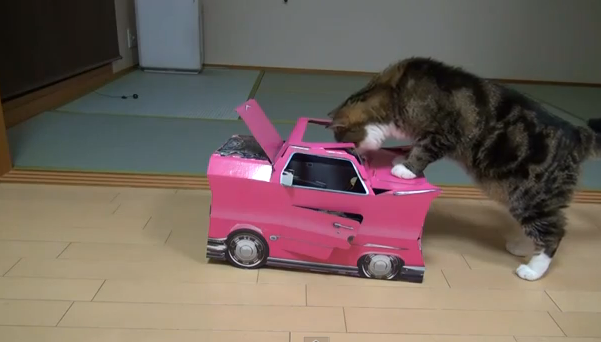 cat in toy car