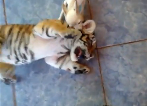 Tiger Cub with dog