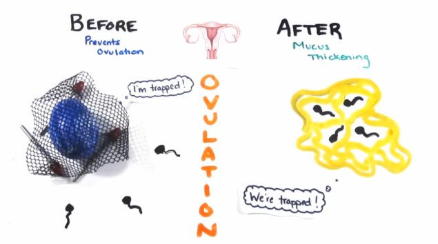 Plan B / ovulation