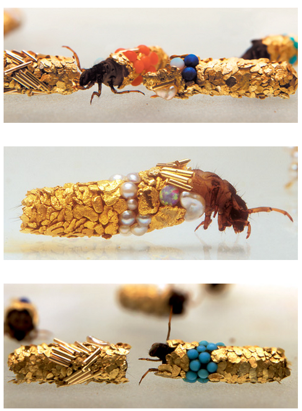 French Artist Gives Caddisfly Larvae Gold & Jewels to Build Their
