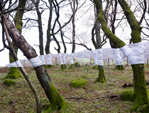Tree, Line, by Zander Olsen