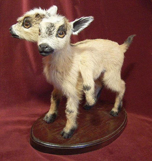 Goat by Sarina Brewer