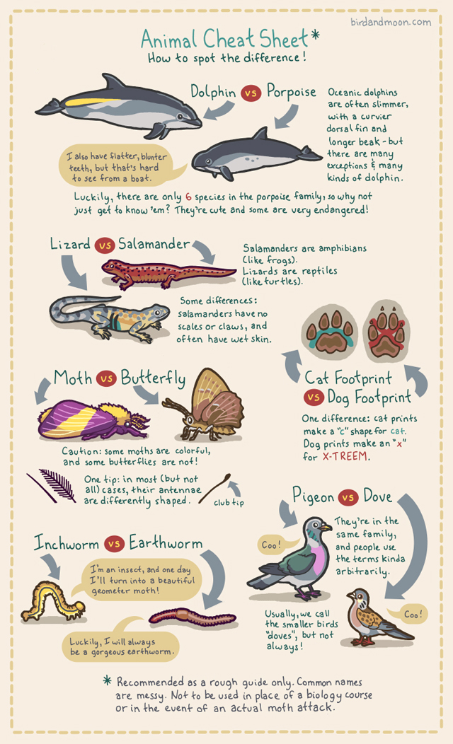 Animal Cheat Sheet by Rosemary Mosco