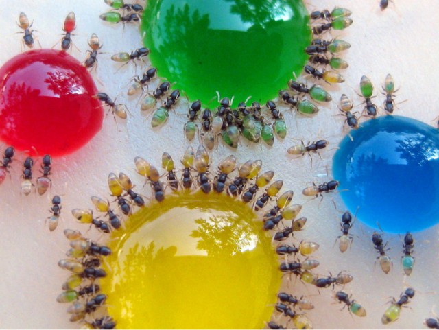 Scientist Creates Multi-Colored Ants in His Backyard