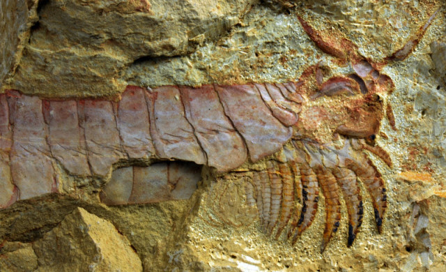 arthropod-fossil-2
