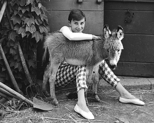 Audrey Hepburn and a donkey