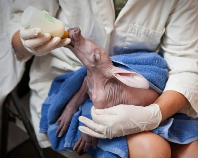 baby-aardvark