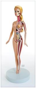 Anatomical Barbie