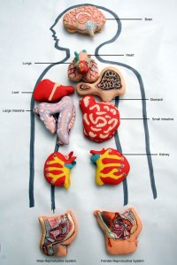 Anatomical Macarons
